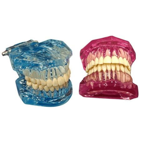 Tipodonto con raíces