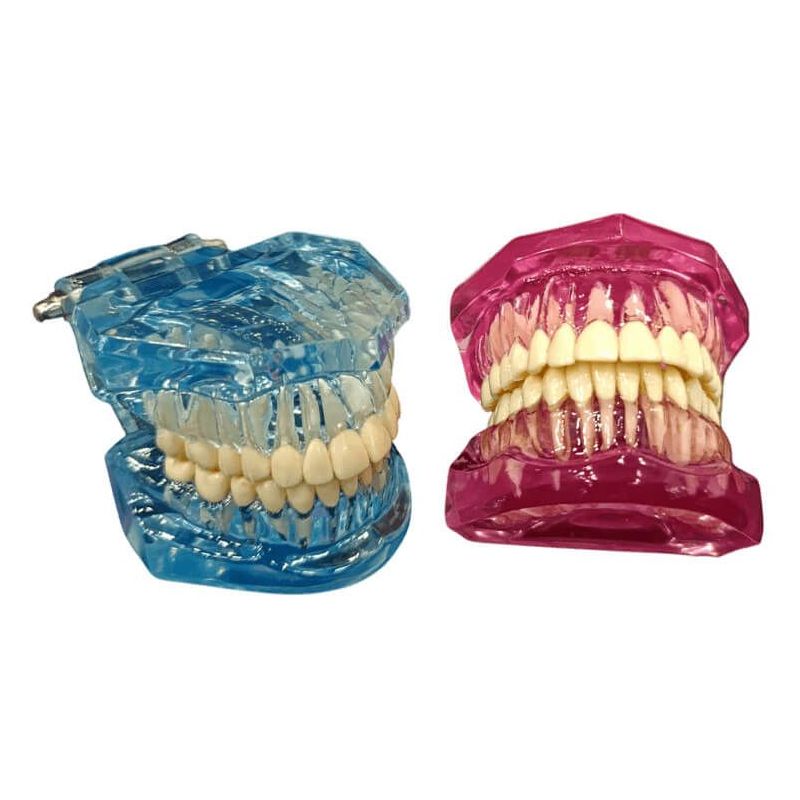 Tipodonto con raíces