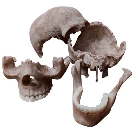Modelo de cráneo humano desmontable
