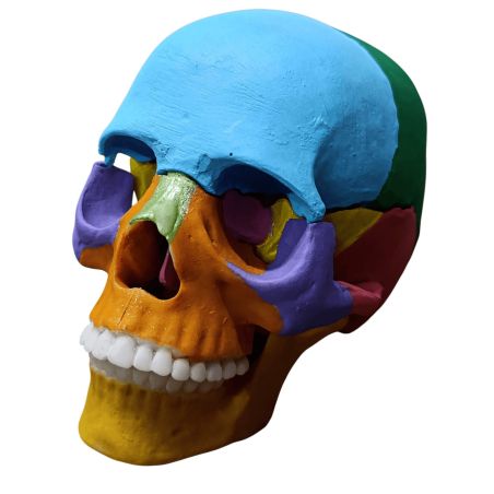 Modelo de cráneo humano desmontable